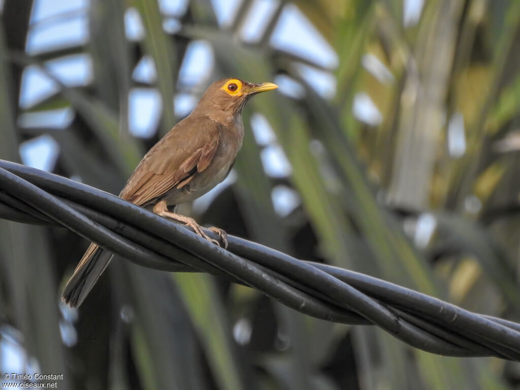 Merle à lunettesadulte, identification, composition, pigmentation