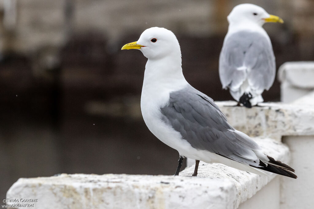 Mouette tridactyleadulte, identification, composition, marche