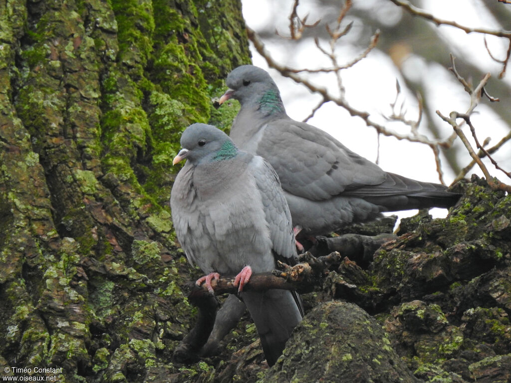 Stock Doveadult breeding, aspect, pigmentation, Reproduction-nesting