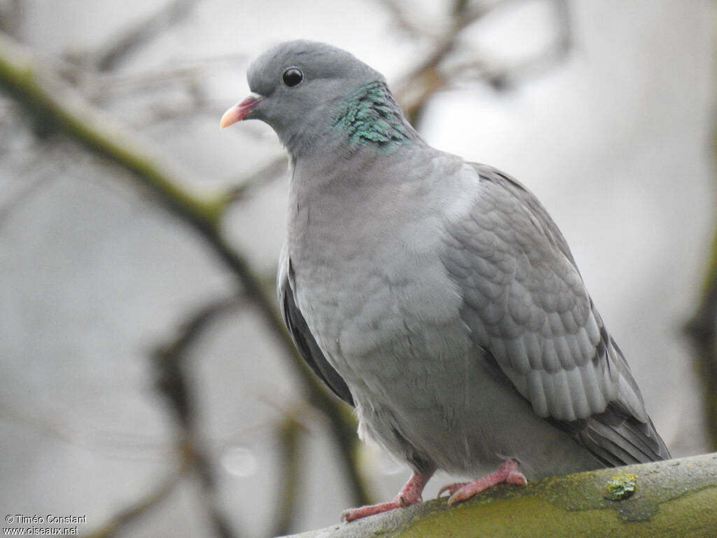 Stock Dove, identification, aspect, pigmentation, walking