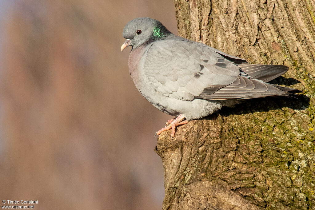 Pigeon colombinadulte, identification