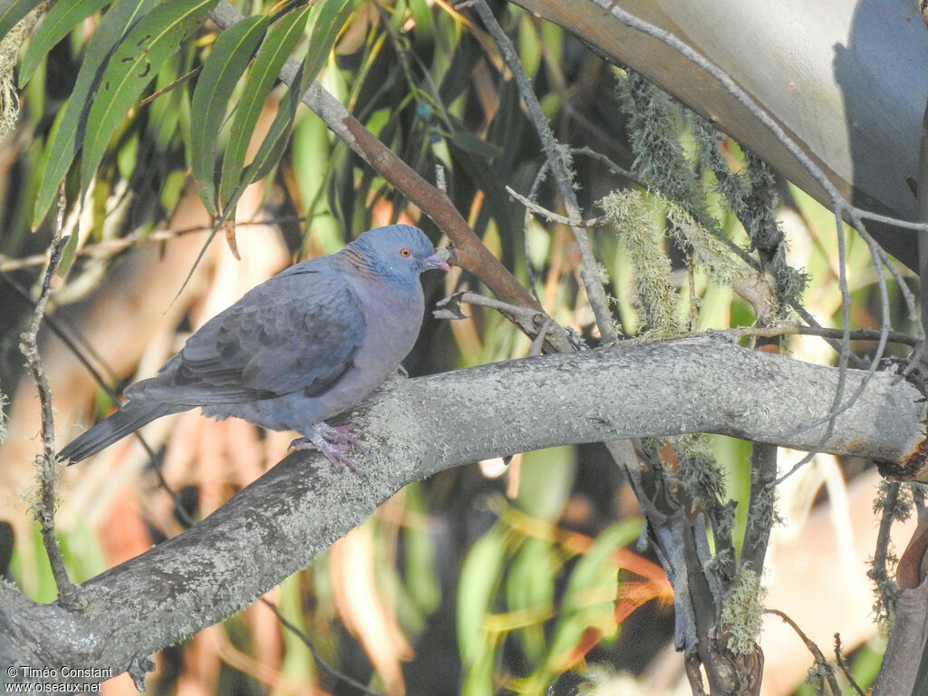 Bolle's Pigeon, identification, aspect, pigmentation