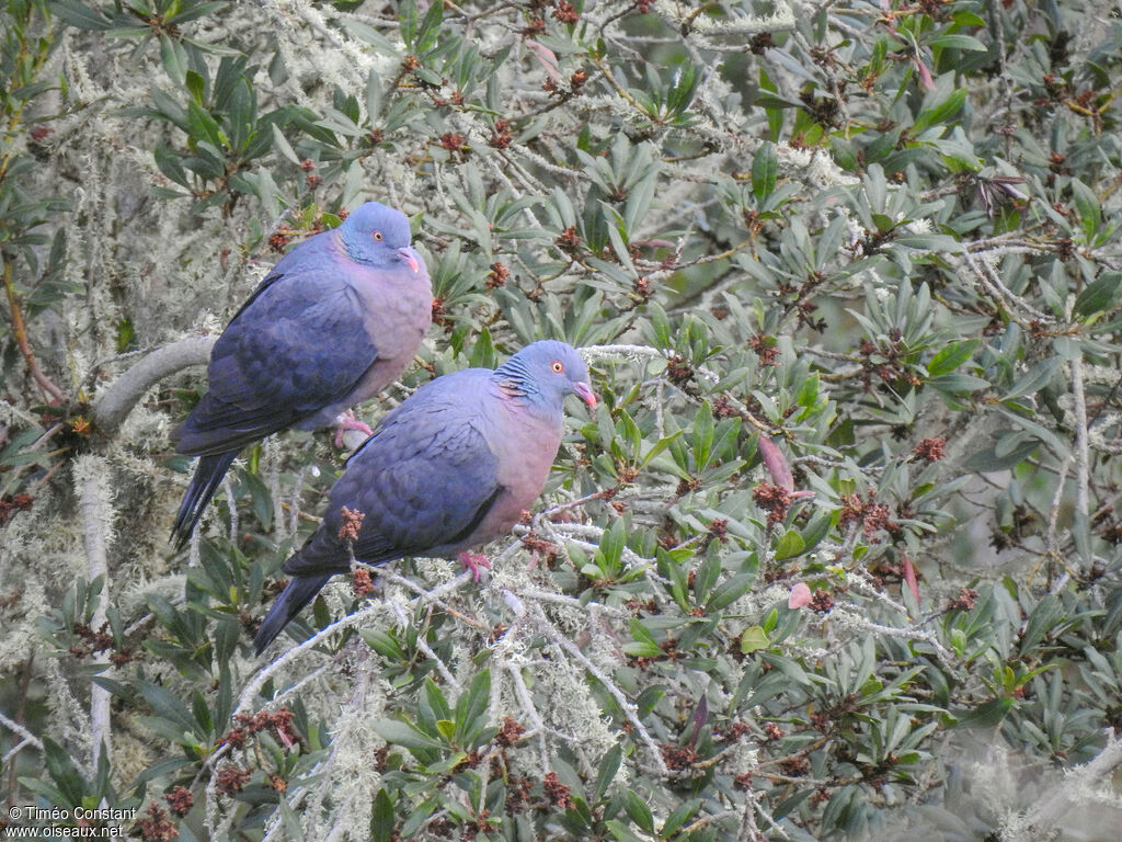 Bolle's Pigeon, habitat, aspect, pigmentation