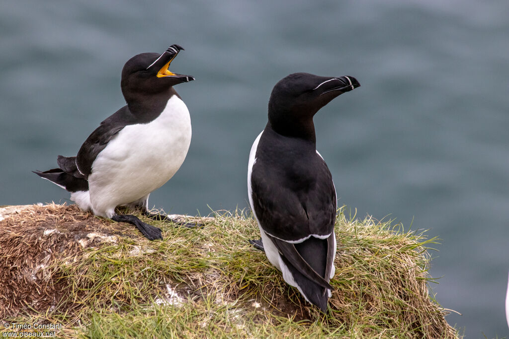 Pingouin torda, habitat, composition, pigmentation