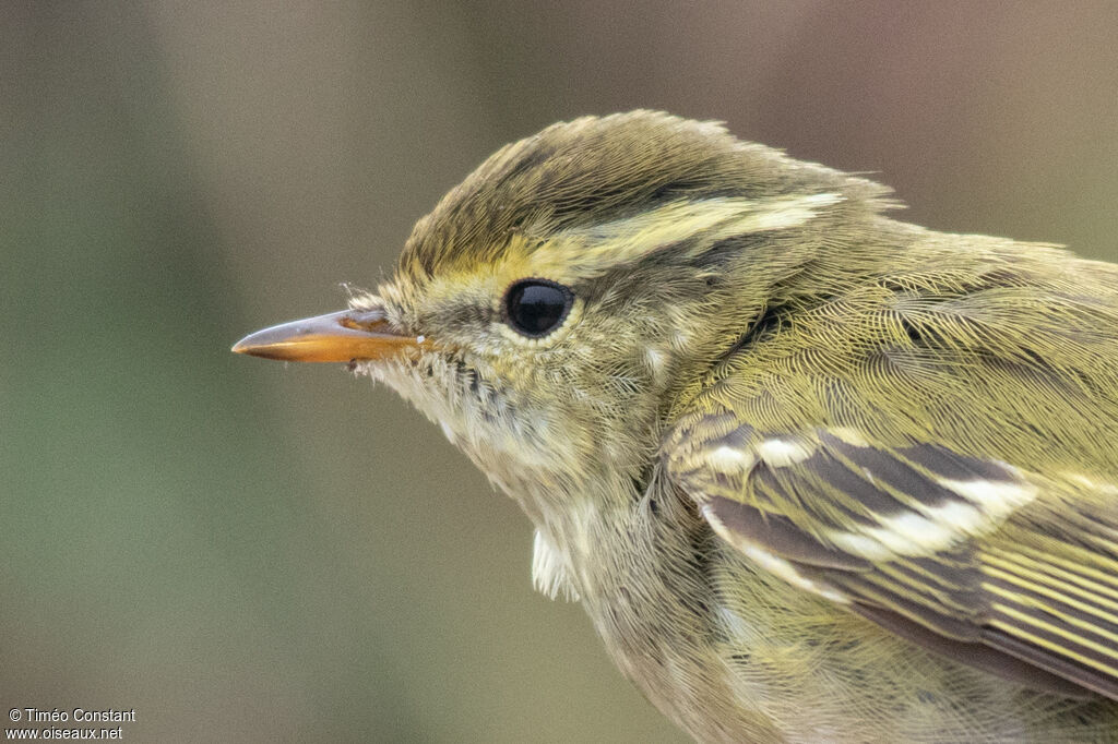 Pouillot à grands sourcils, portrait, composition, pigmentation