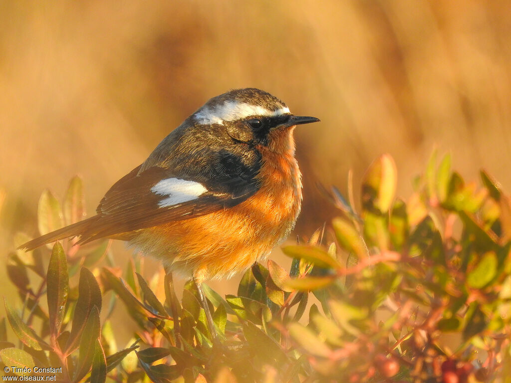 Moussier's Redstart male adult post breeding, identification, aspect, pigmentation, walking, feeding habits