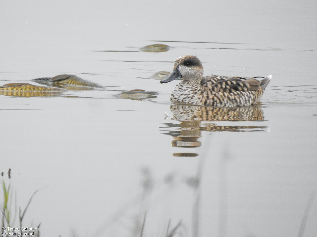 Sarcelle marbrée, identification, composition, pigmentation, nage