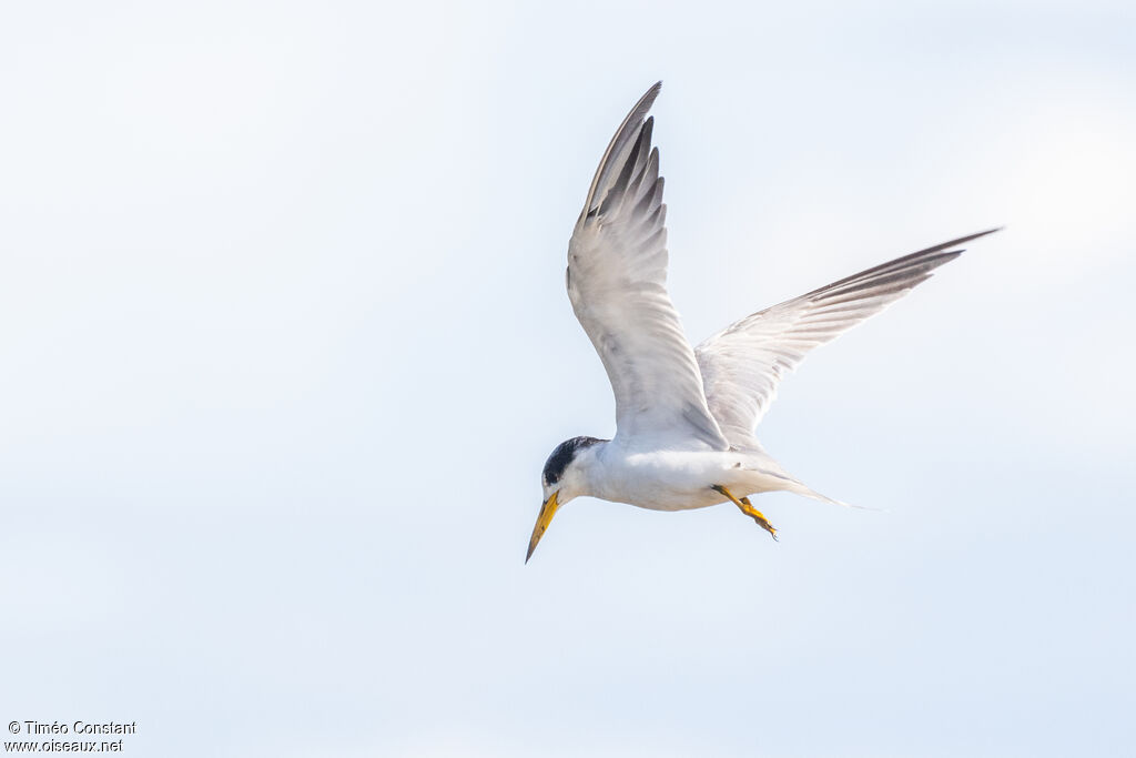 Yellow-billed Ternadult post breeding, aspect, Flight