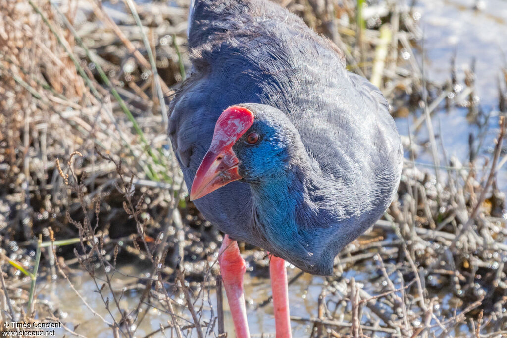 Talève sultane, portrait, composition, pigmentation, marche