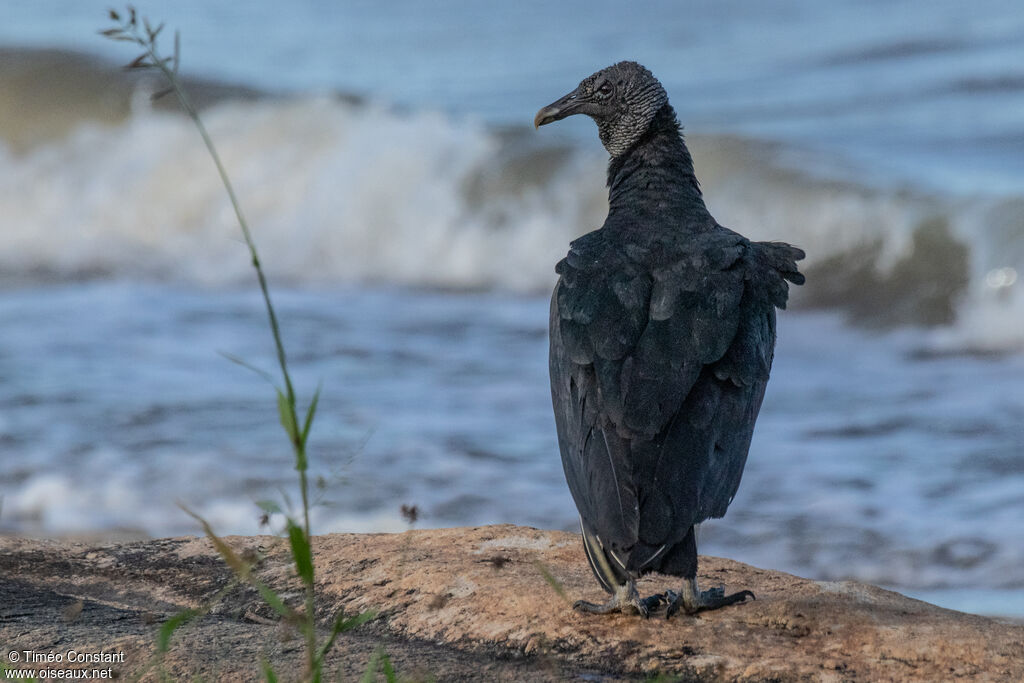 Urubu noiradulte, identification, composition, marche