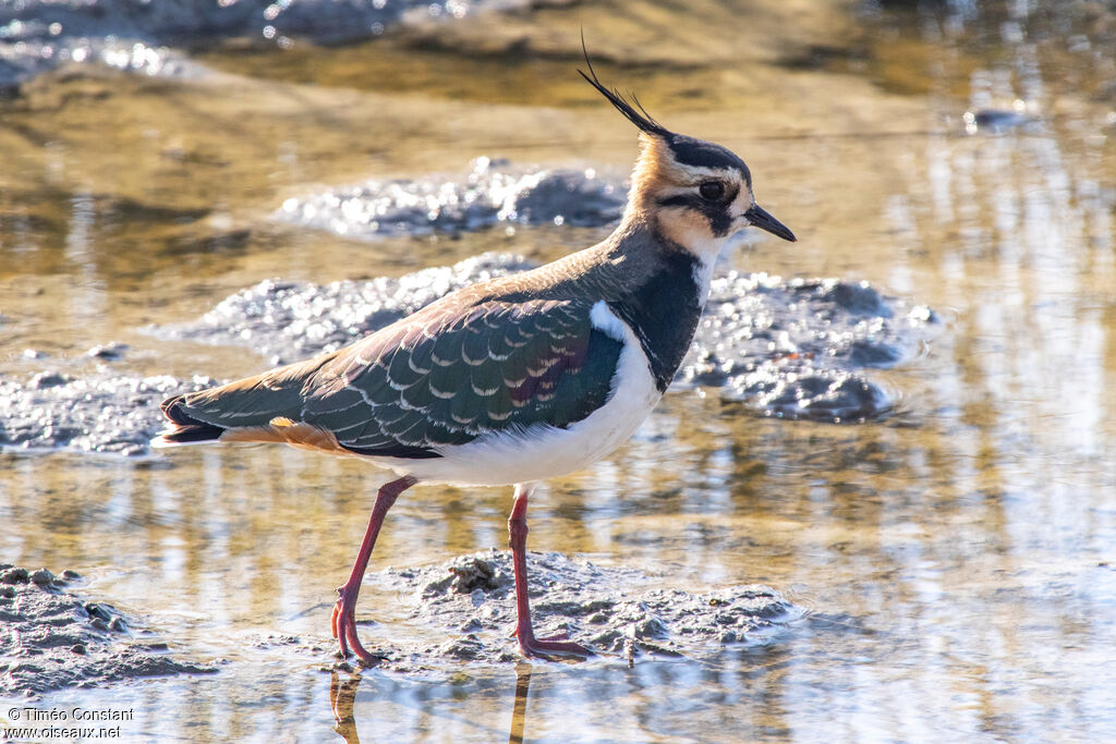 Vanneau huppéadulte internuptial, identification, composition, pigmentation, marche