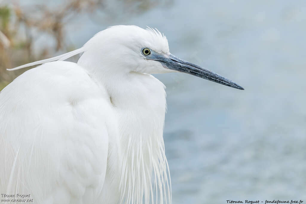 Aigrette garzetteadulte nuptial, portrait