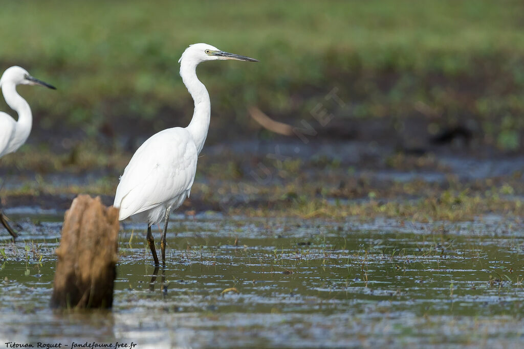 Aigrette garzette