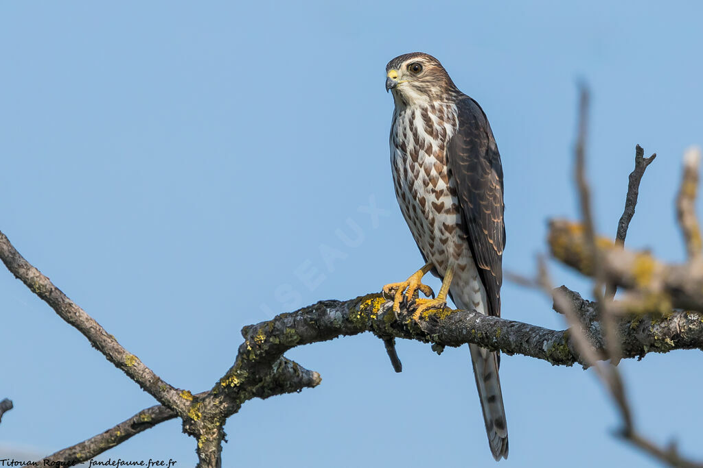 Levant Sparrowhawk