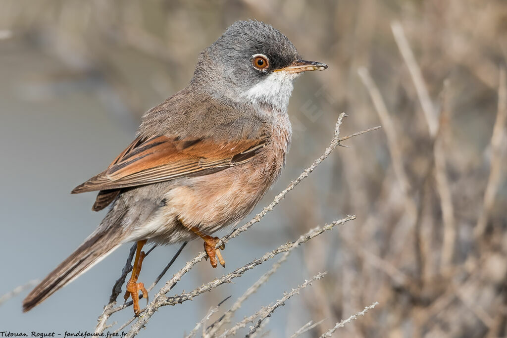 Spectacled Warbler