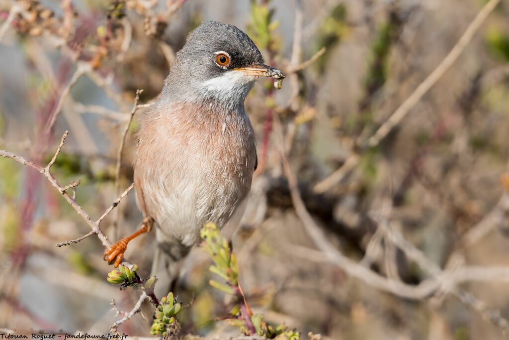 Spectacled Warbler