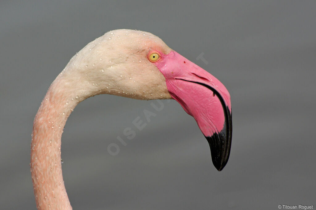 Flamant rose, identification, portrait