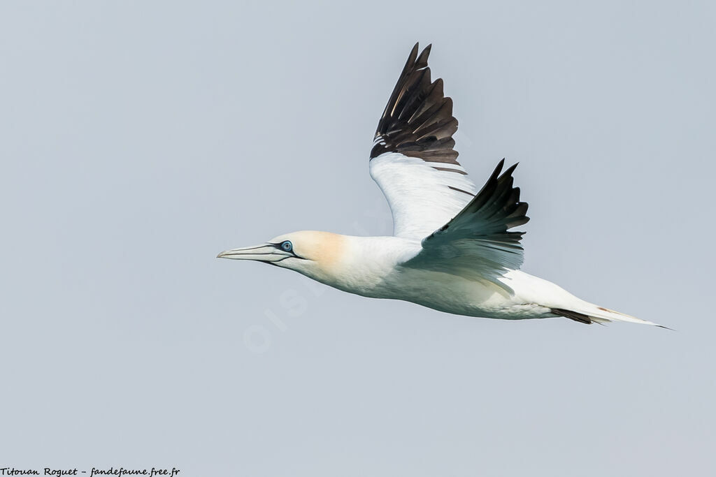 Northern Gannet