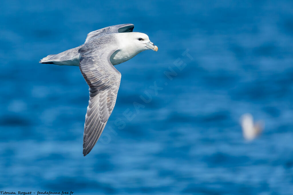 Northern Fulmar