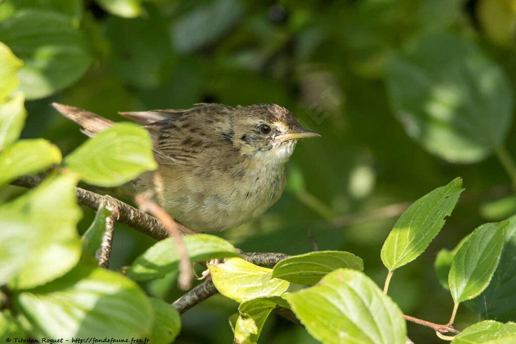Locustelle tachetée, identification