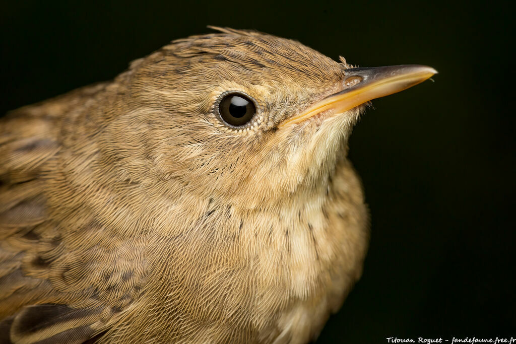 Common Grasshopper Warbler