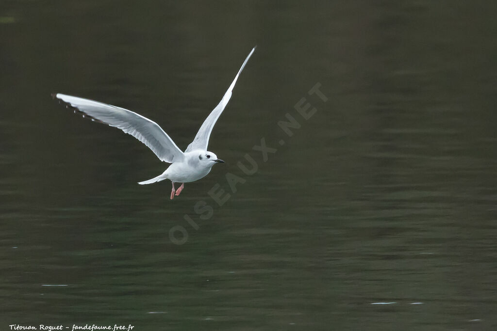 Bonaparte's Gull