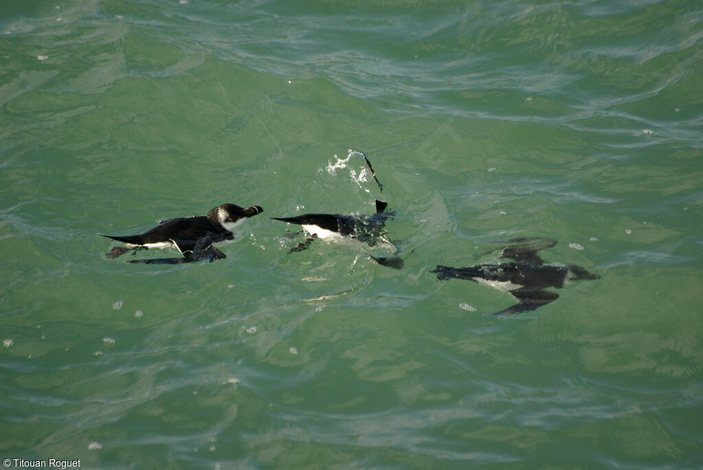 Pingouin torda, nage