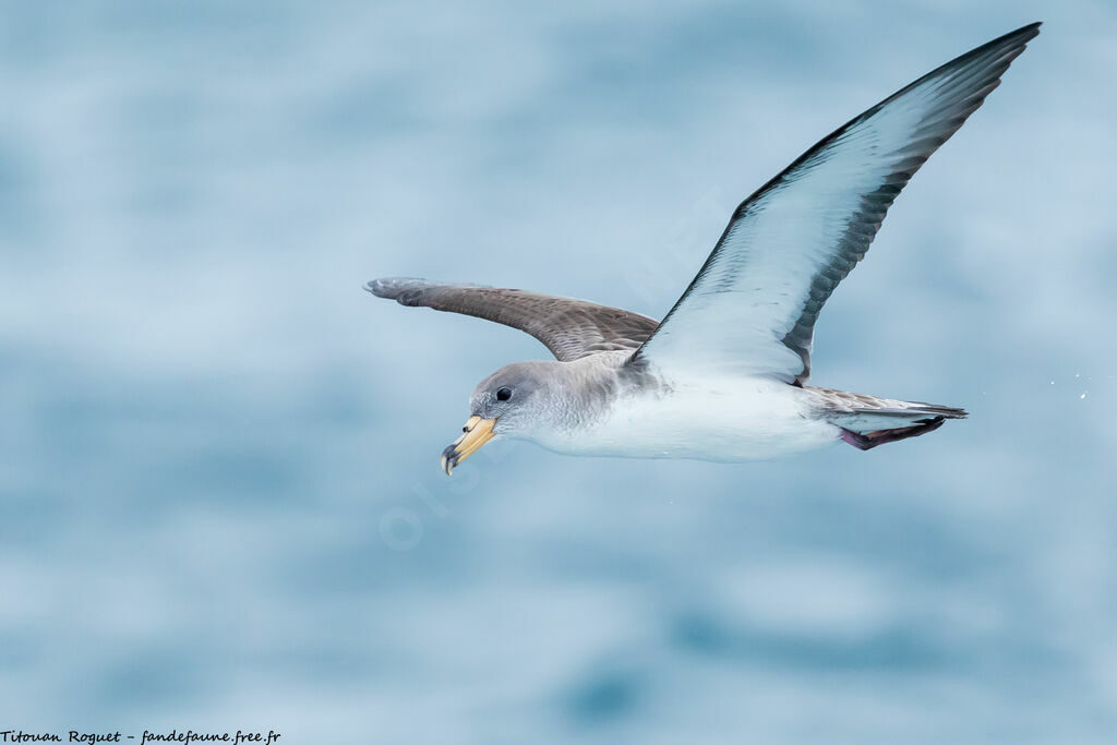 Puffin de Scopoli