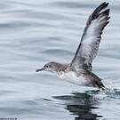 Puffin des Baléares