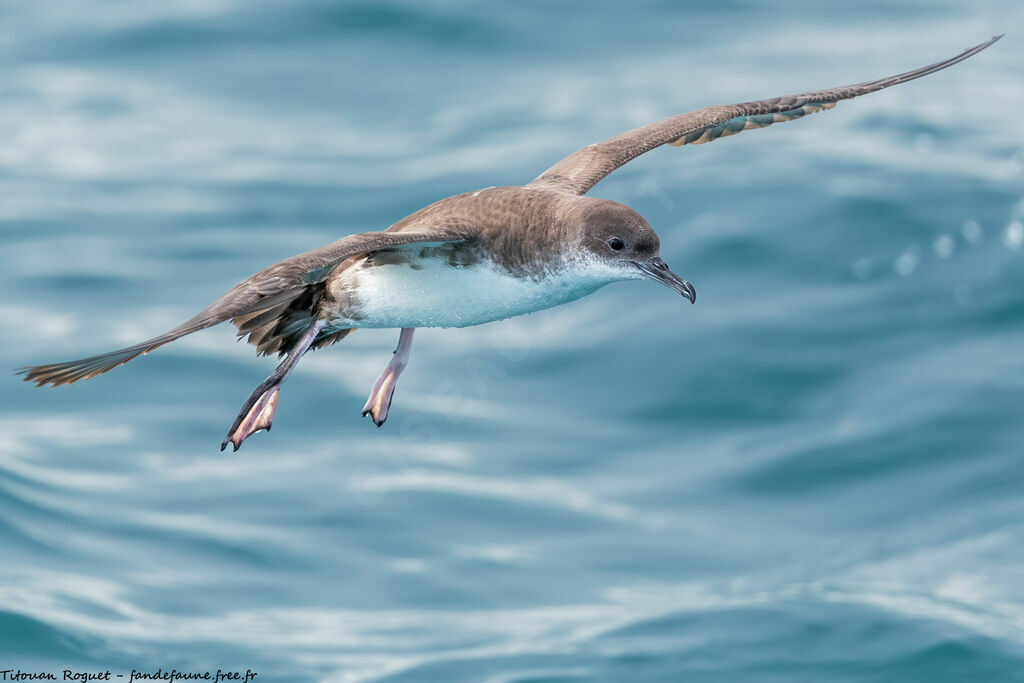Yelkouan Shearwater