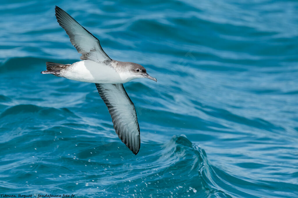 Yelkouan Shearwater