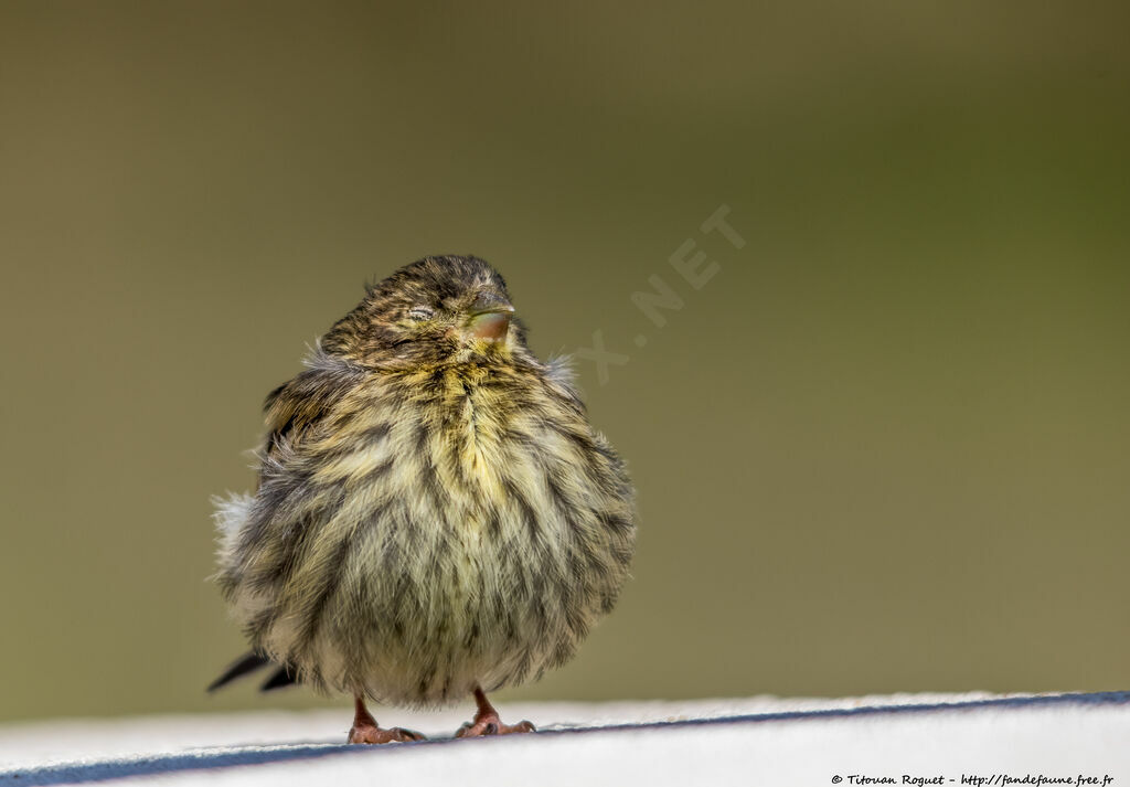 Serin cini, identification