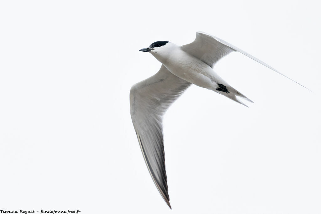 Gull-billed Tern