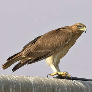 Aigle de Bonelli