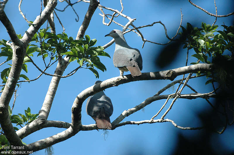 Barking Imperial Pigeonadult