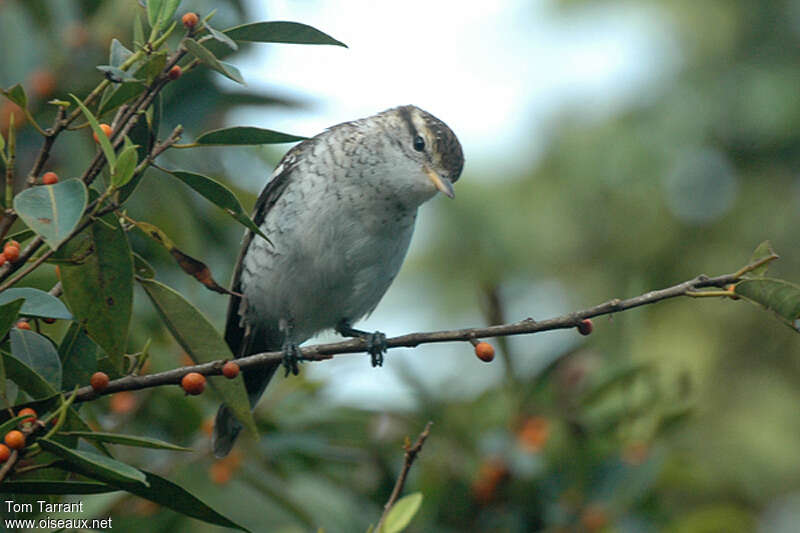 Polynesian Triller female adult, habitat