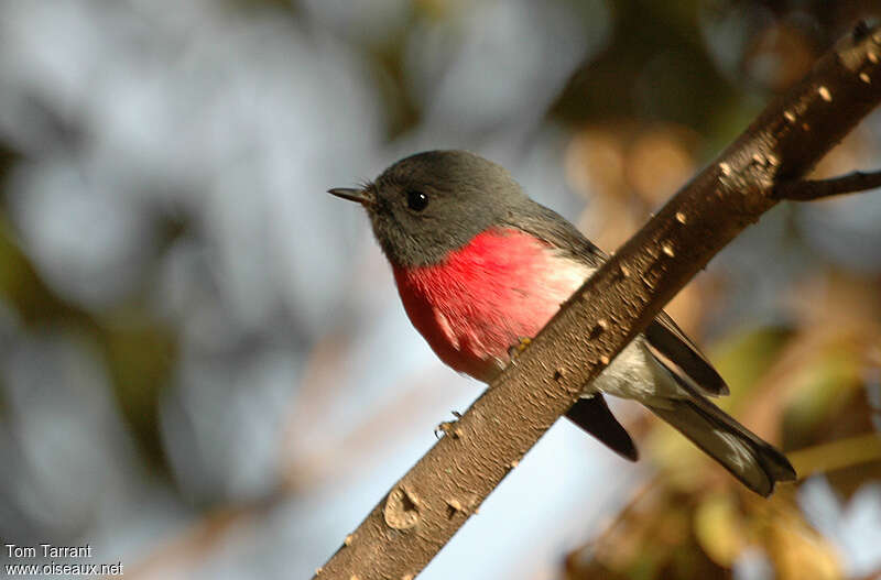 Rose Robin male adult, Behaviour