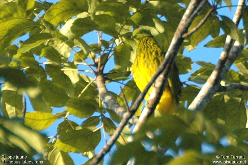 Golden Dove female adult