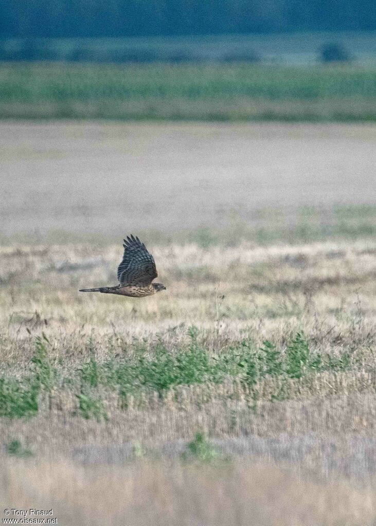 Eurasian Goshawkimmature, Flight