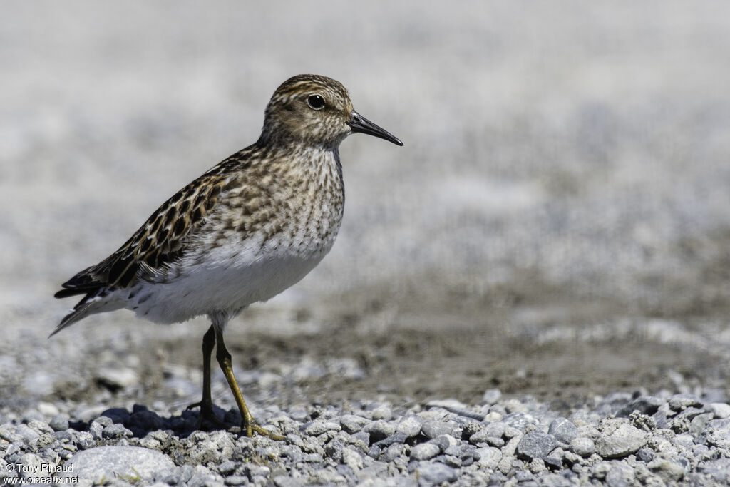 Least Sandpiperadult breeding, identification, aspect, walking