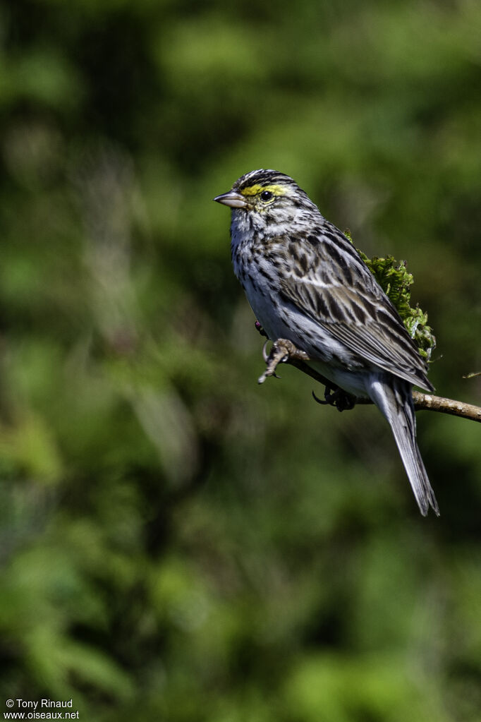 Bruant des présadulte, identification, composition, pigmentation