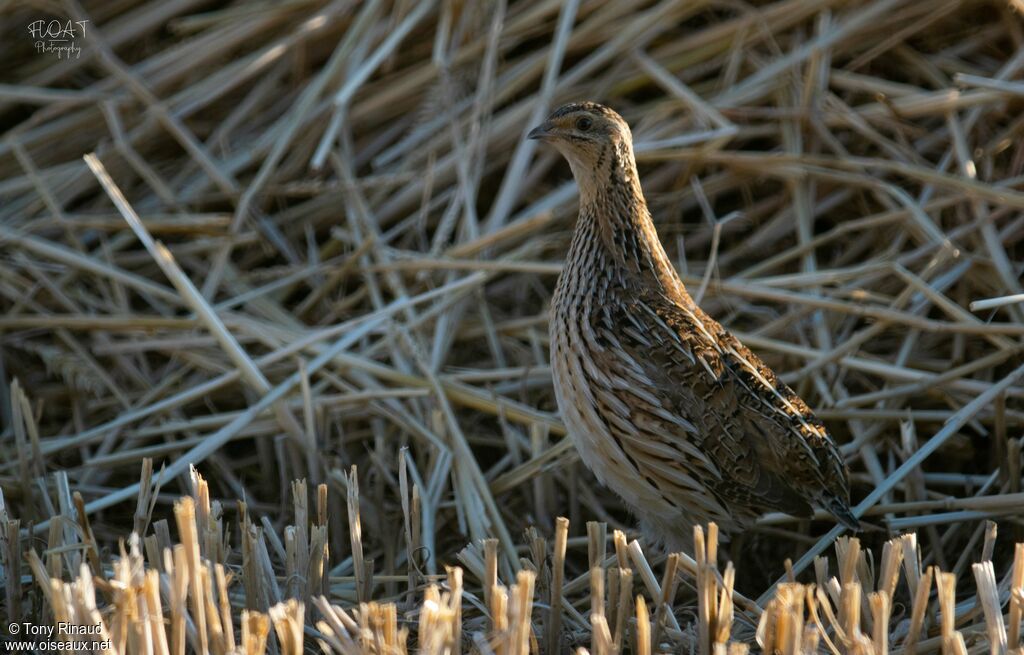 Common Quail female adult, identification, aspect, camouflage, pigmentation, walking