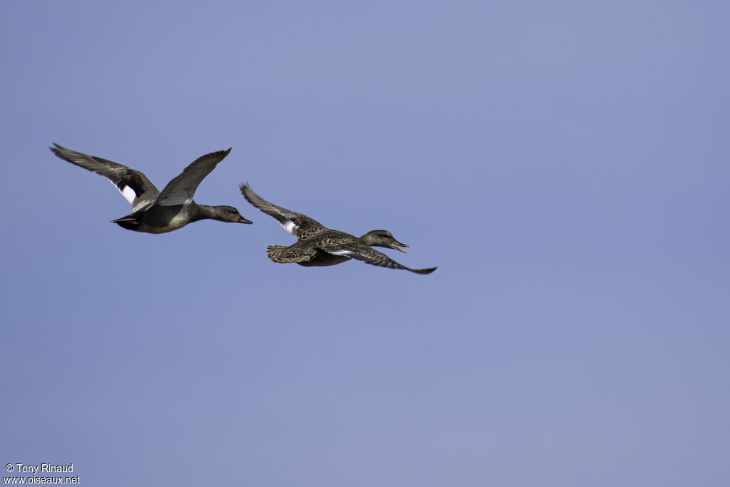Gadwalladult breeding, aspect, Flight