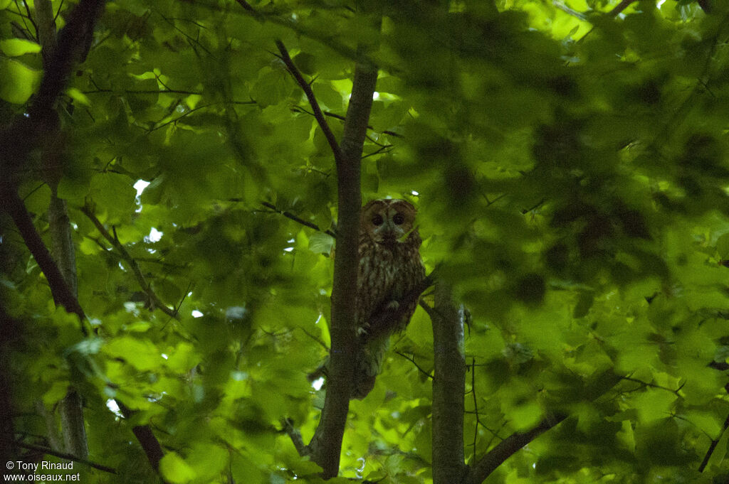 Chouette hulotteadulte, identification, composition