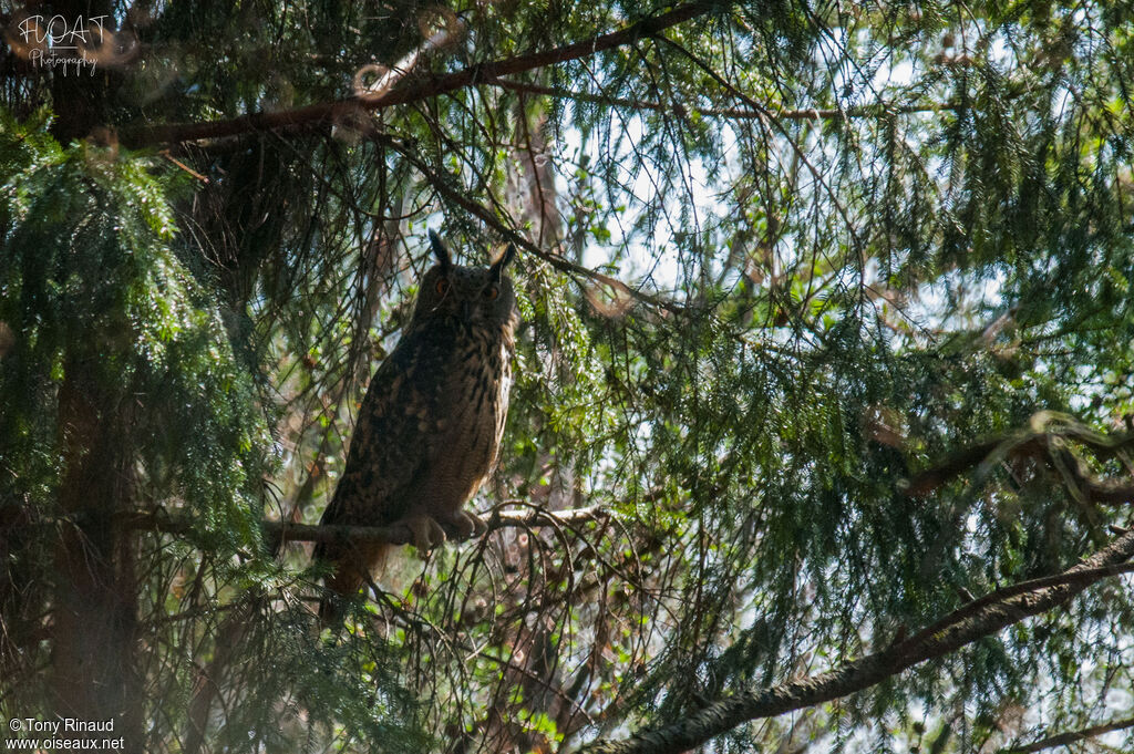 Eurasian Eagle-Owladult, identification, aspect, camouflage