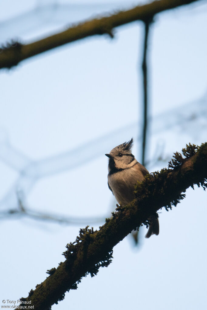 Mésange huppéeadulte, identification, composition
