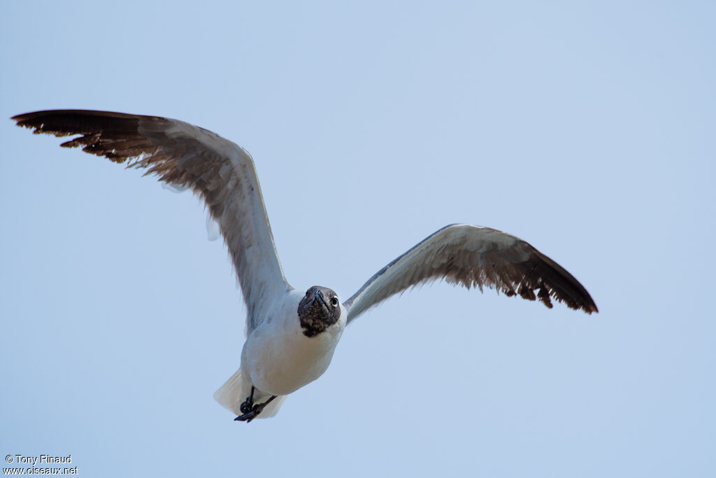 Laughing Gull