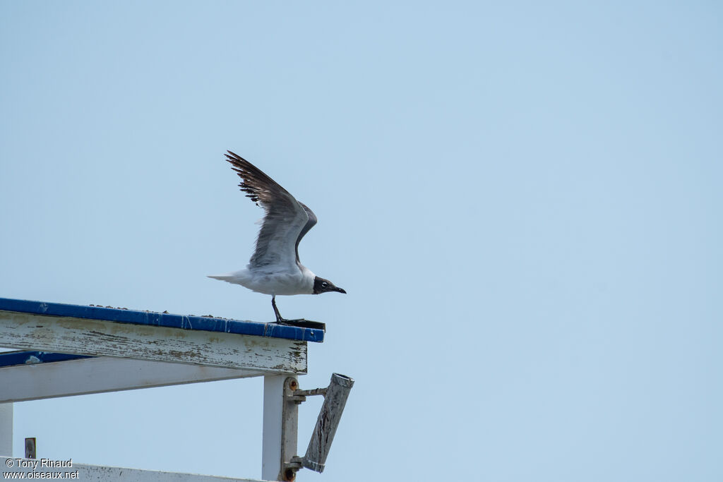 Laughing Gull