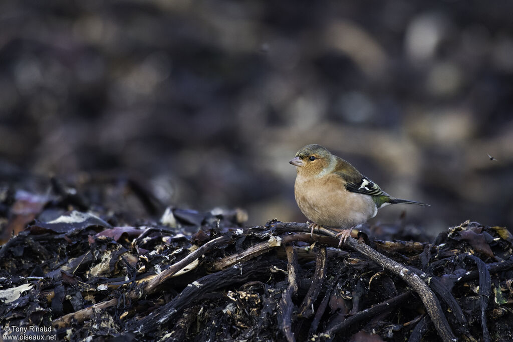 Eurasian Chaffinch male adult, identification, walking