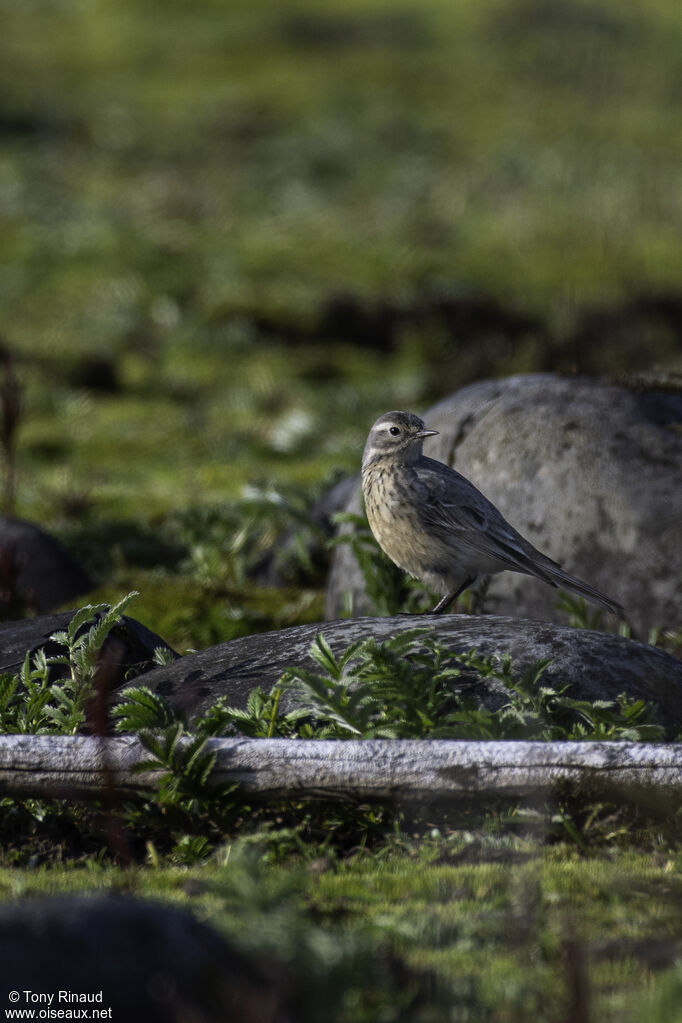 Pipit farlousaneadulte nuptial, identification, composition, marche